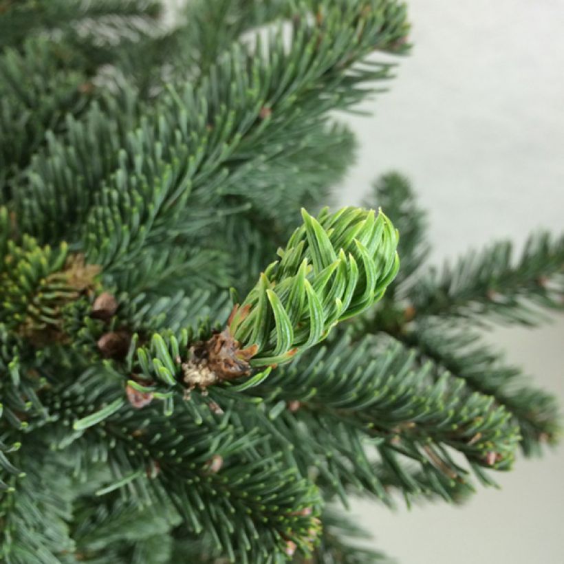 Abies procera Bizzarro - Edel-Tanne (Foliage)