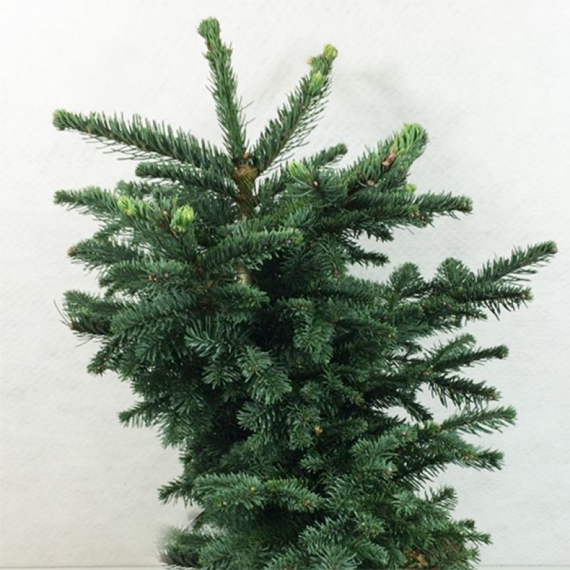Abies procera Bizzarro - Edel-Tanne (Plant habit)