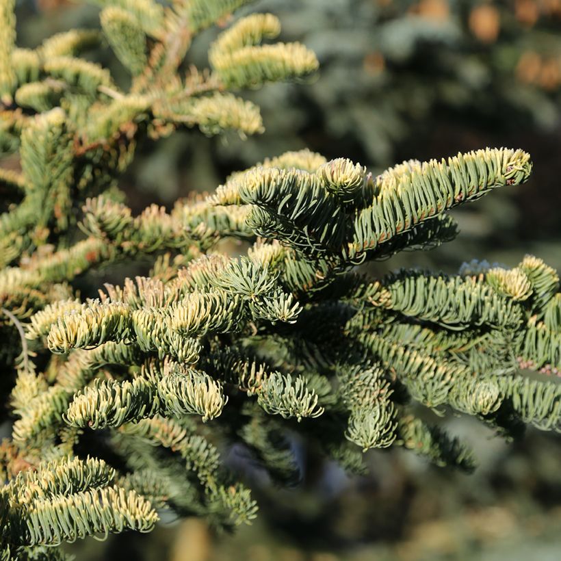 Abies procera Sherwoodii - Edel-Tanne (Foliage)