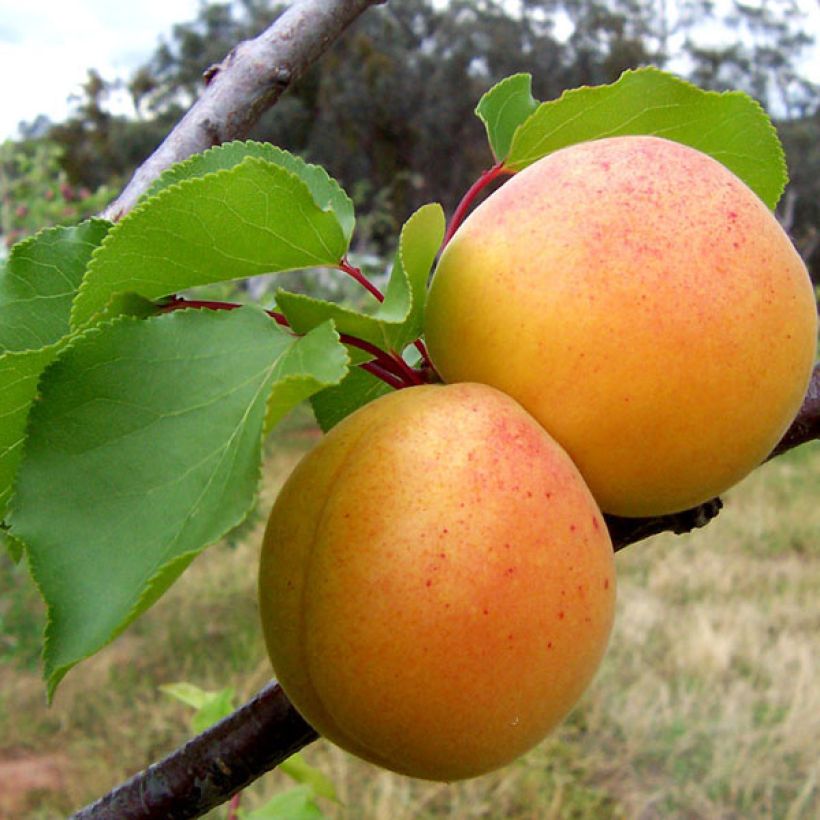 Aprikose Bergeron - Prunus armeniaca (Harvest)