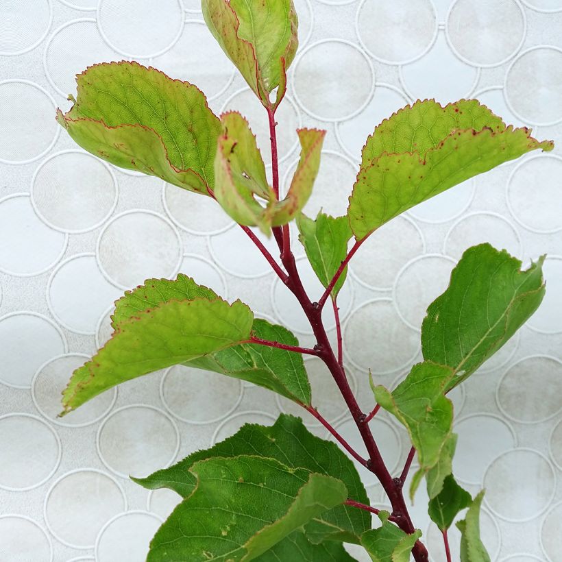 Aprikose Bergeron - Prunus armeniaca (Foliage)