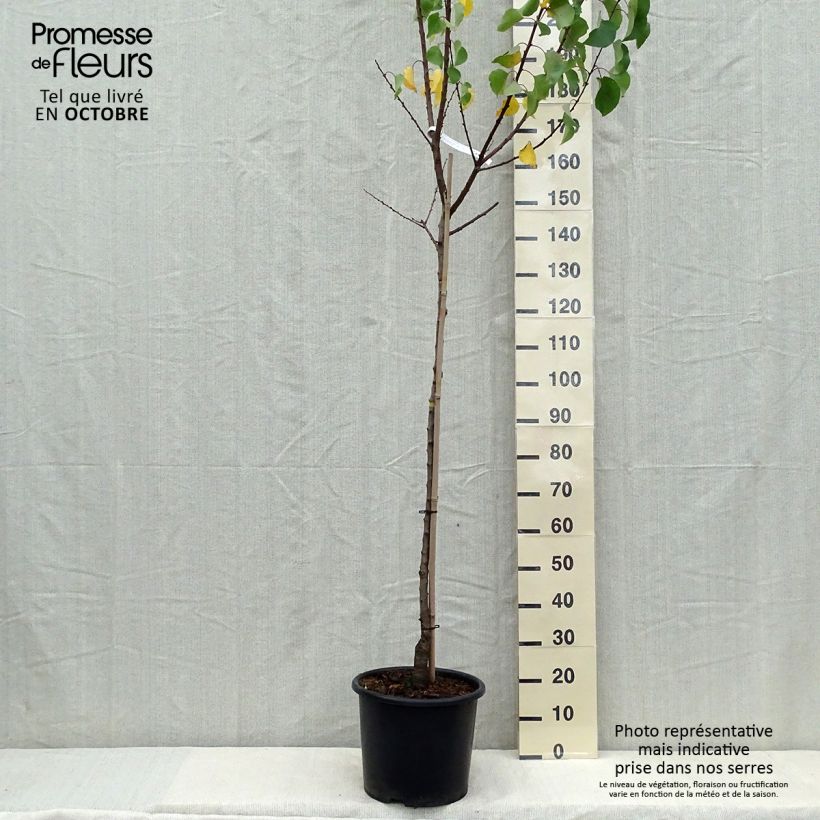 Example of Aprikose Bergeron - Prunus armeniaca Topf mit 7,5L/10L, Halbstamm as you get in automne