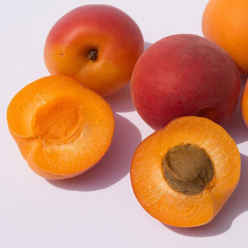 Aprikose Bergeval - Prunus armeniaca (Harvest)