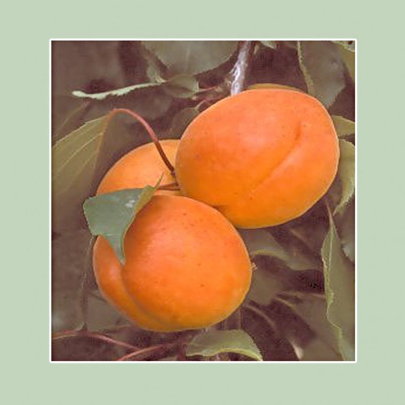 Aprikose Canino - Prunus armeniaca (Harvest)