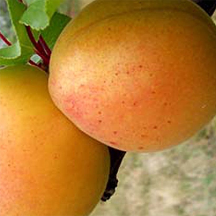 Aprikose Canino Bio - Prunus armeniaca (Harvest)