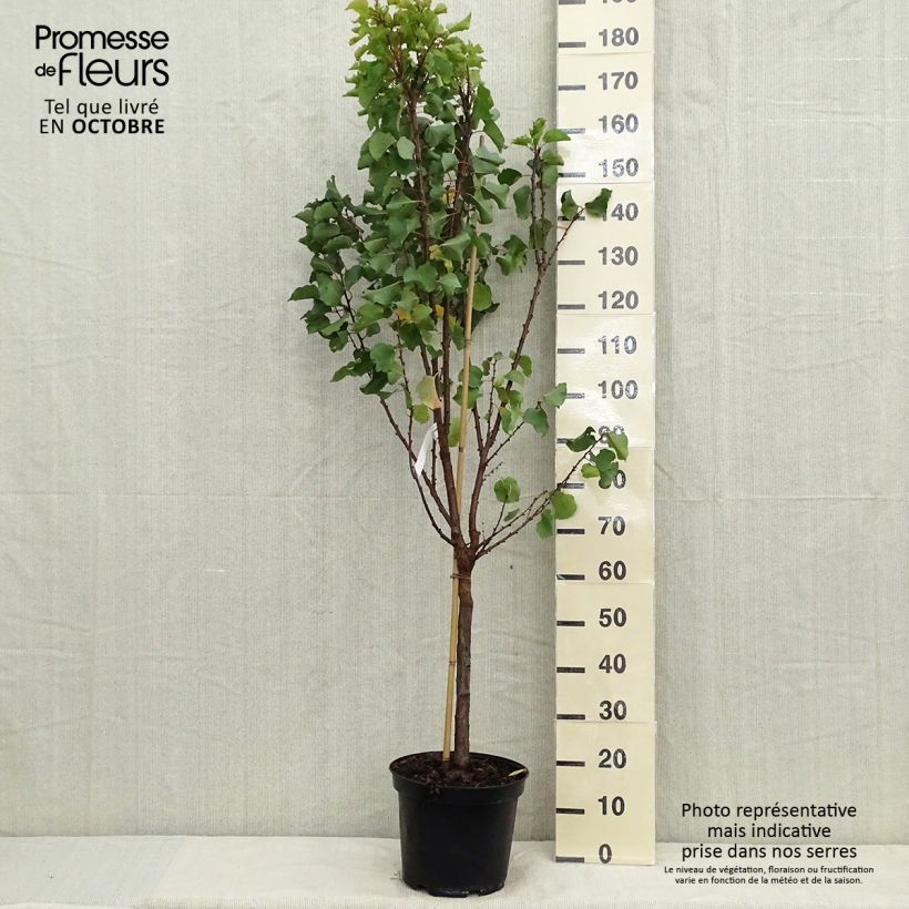 Example of Aprikose Canino - Prunus armeniaca Topf mit 7,5L/10L, Gobelet-Form as you get in automne