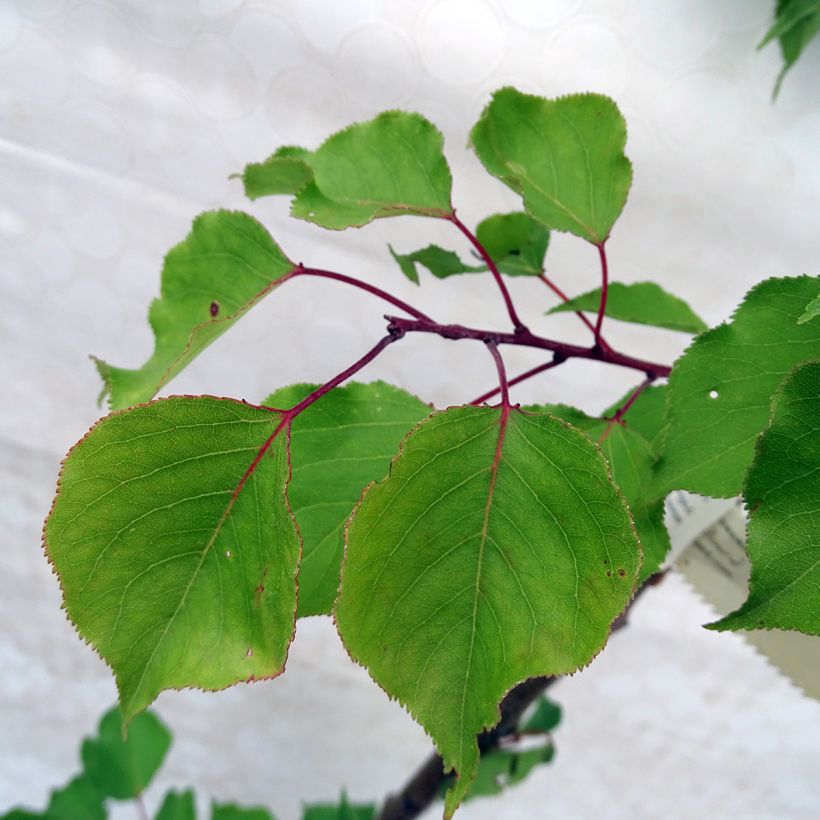 Aprikose Doucoeur - Prunus armeniaca (Foliage)