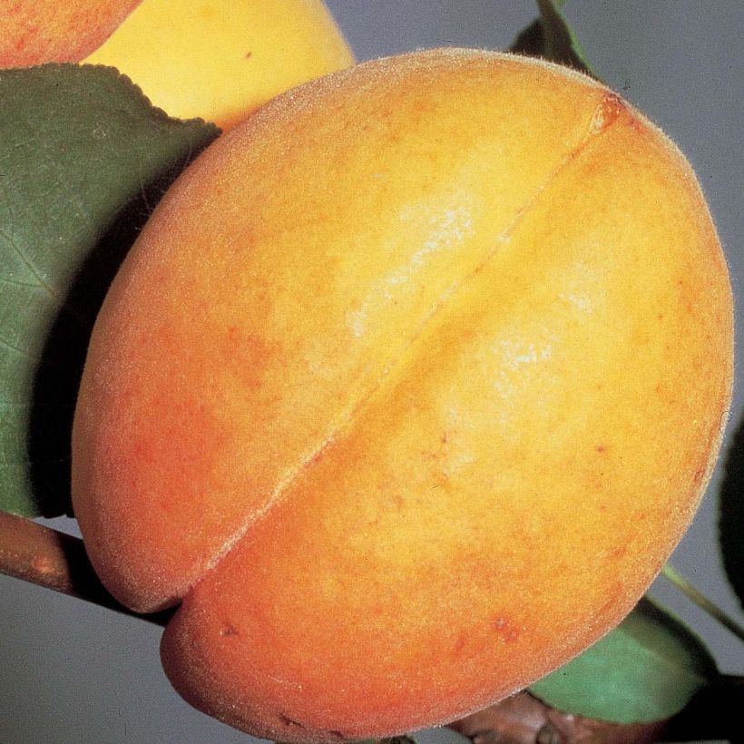 Aprikose Doucoeur - Prunus armeniaca (Harvest)