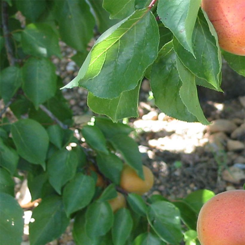 Aprikose Flavor Cot - Prunus armeniaca (Foliage)