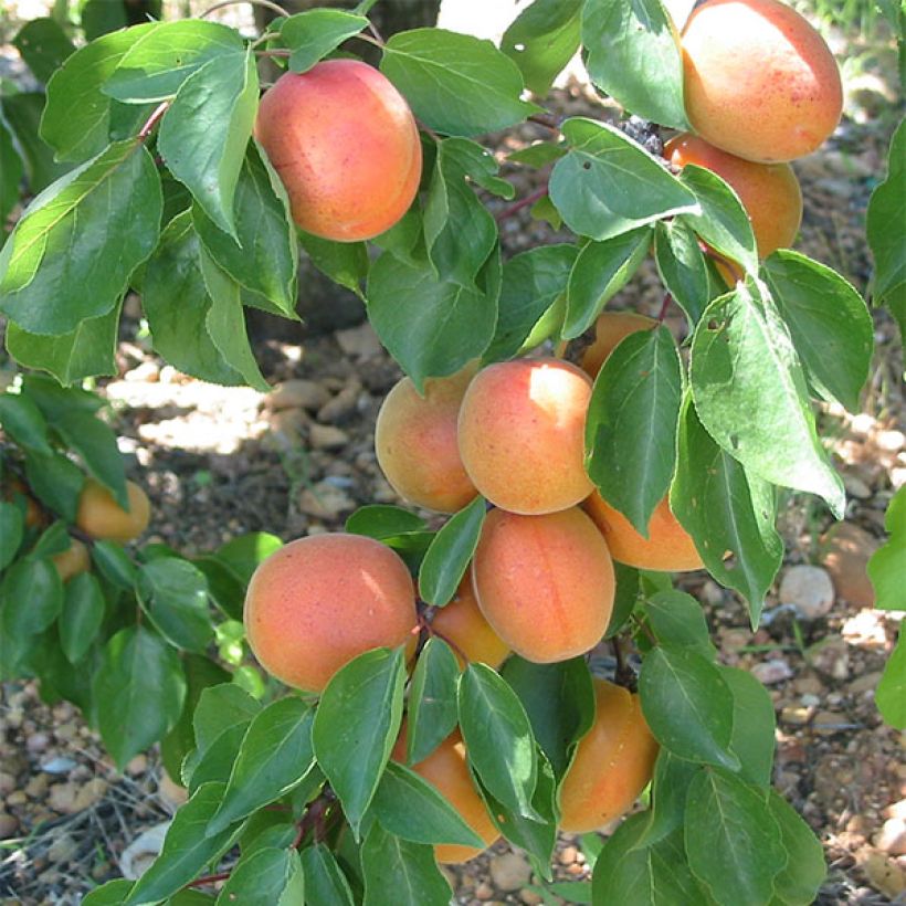 Aprikose Flavor Cot - Prunus armeniaca (Harvest)