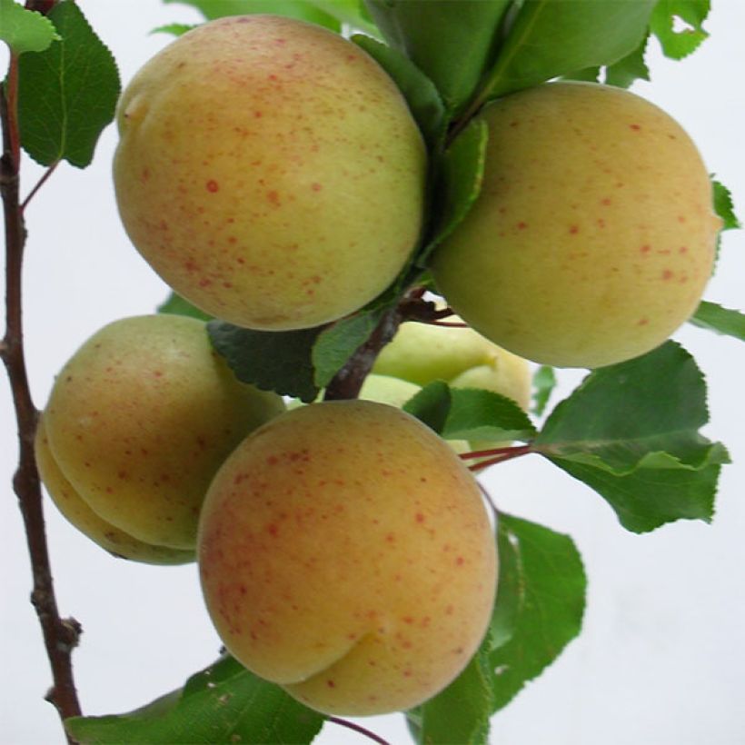 Aprikose Goldrich - Prunus armeniaca (Harvest)