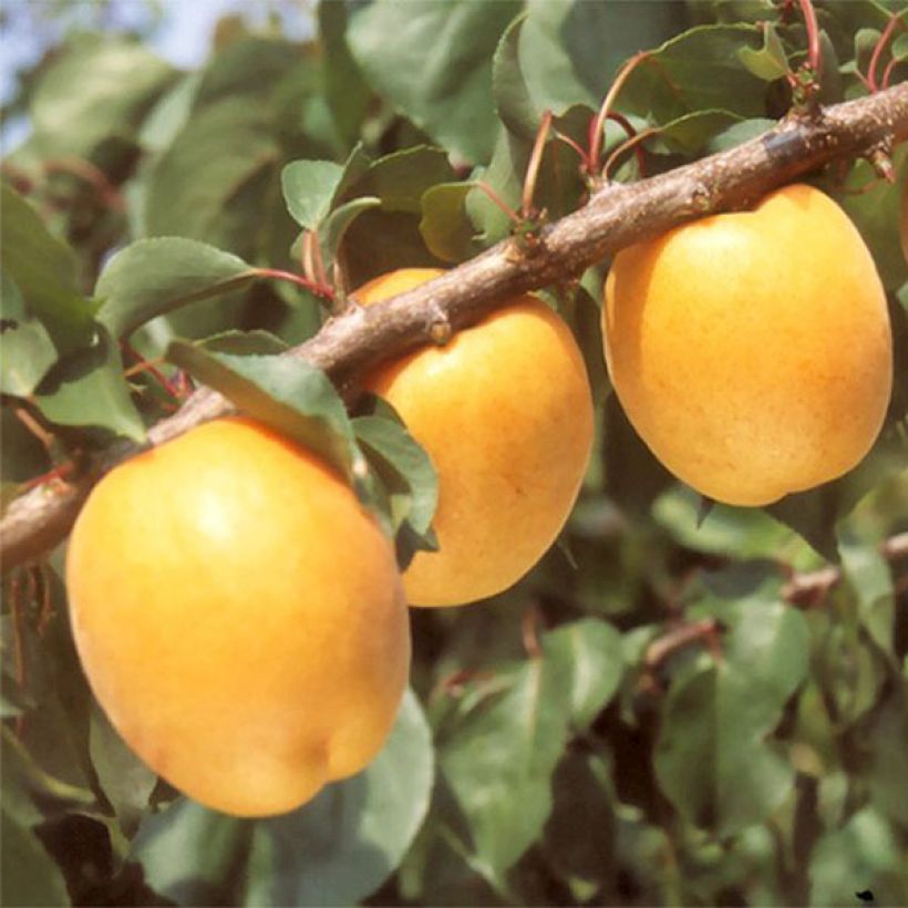 Aprikose Hargrand - Prunus armeniaca (Harvest)