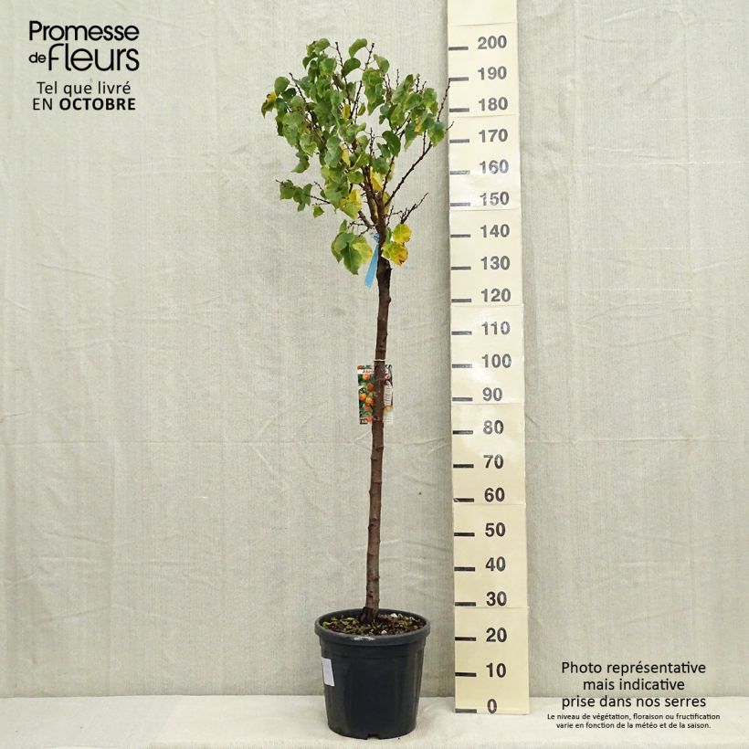 Example of Aprikose Hargrand - Prunus armeniaca Topf mit 12L/15L, Halbstamm as you get in automne
