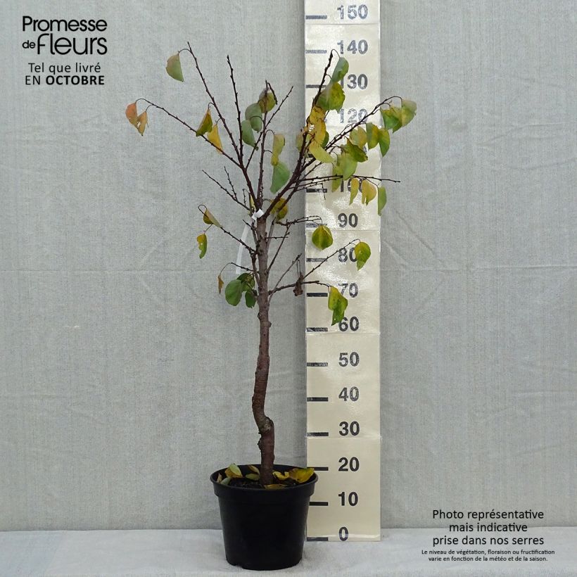 Example of Aprikose Hargrand - Prunus armeniaca Topf mit 7,5L/10L, Gobelet-Form as you get in automne