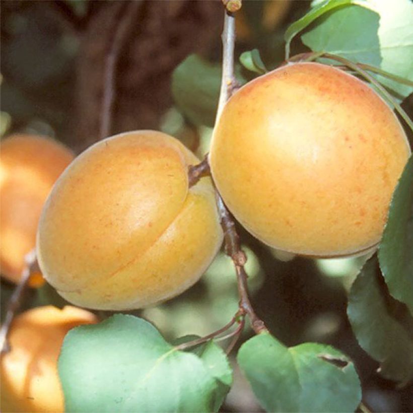 Aprikose Luizet - Prunus armeniaca (Harvest)