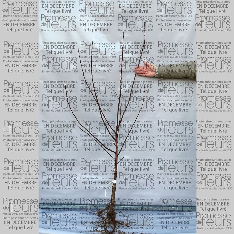 Example of Aprikose Luizet - Prunus armeniaca Wurzelnackt, Gobelet-Form as you get