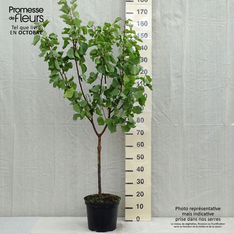 Example of Aprikose Luizet - Prunus armeniaca Topf mit 7,5L/10L, Gobelet-Form as you get in automne