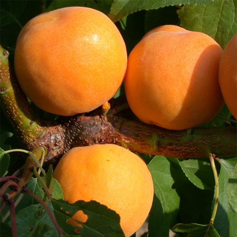 Aprikose Muscat de Nancy Bio - Prunus armeniaca (Harvest)