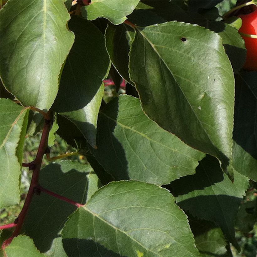 Aprikose Orange Summer - Prunus armeniaca (Foliage)