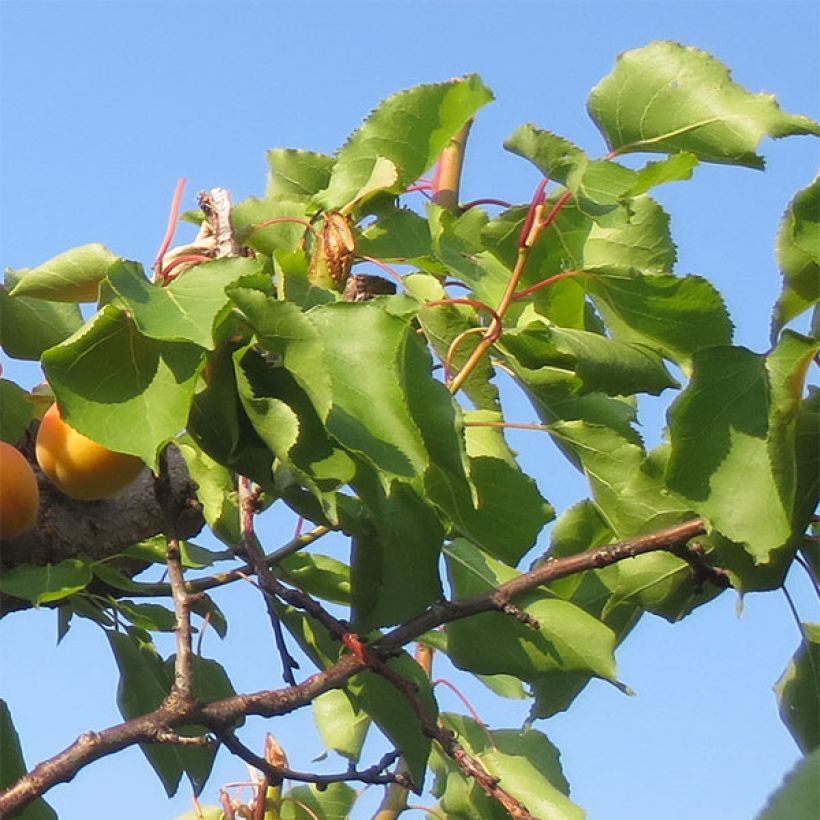 Aprikose Petit Muscat - Prunus armeniaca (Foliage)
