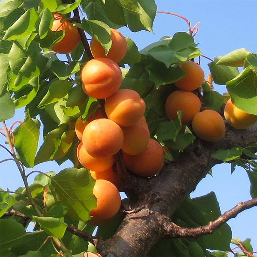 Aprikose Petit Muscat - Prunus armeniaca (Harvest)