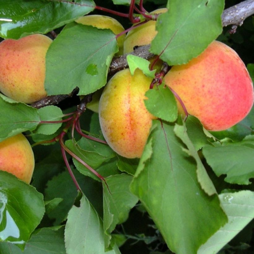 Aprikose Polonais Bio - Prunus armeniaca (Harvest)