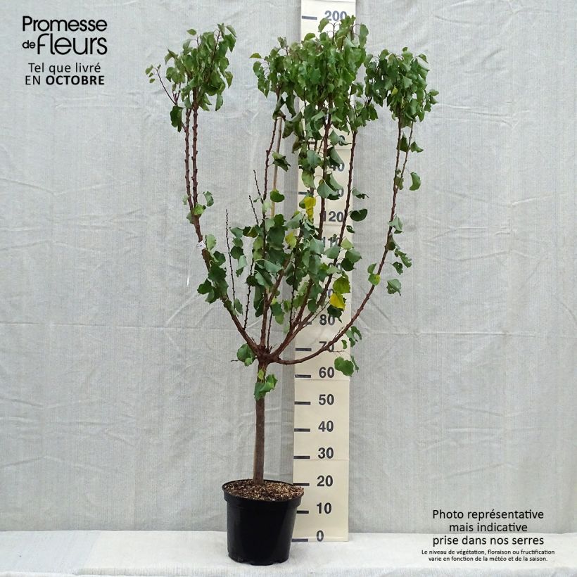 Example of Aprikose Polonais - Prunus armeniaca Topf mit 7,5L/10L, Gobelet-Form as you get in automne