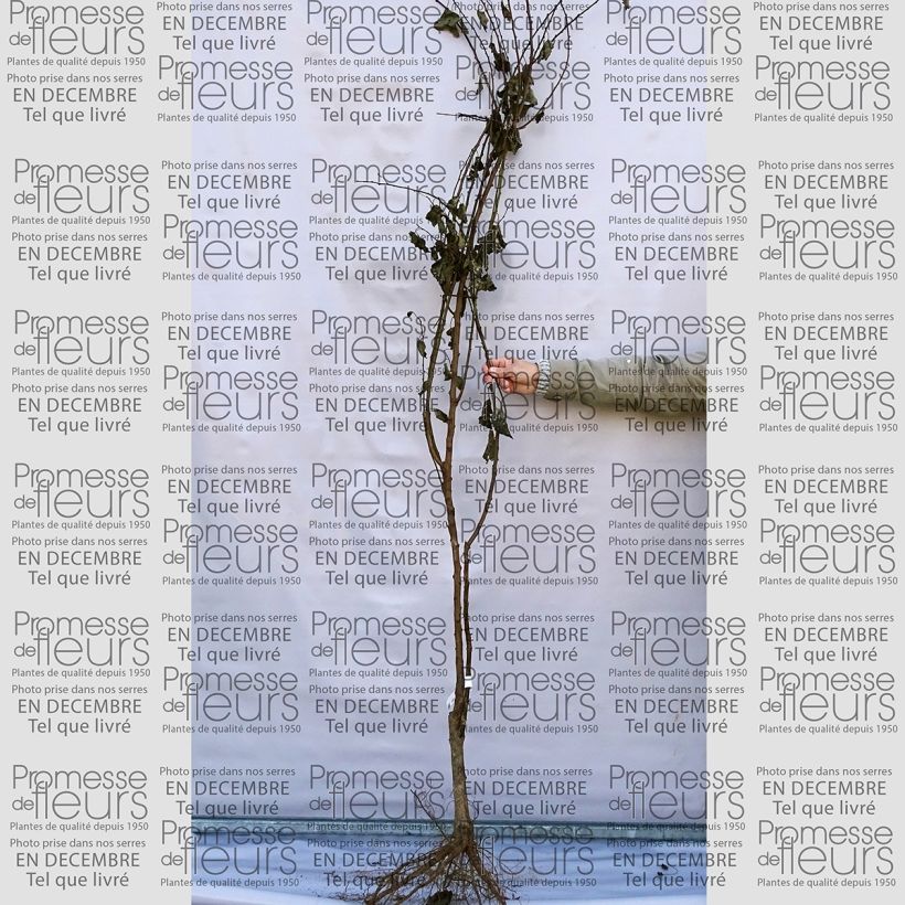 Example of Aprikose Précoce de Saumur - Prunus armeniaca Wurzelnackt, Gobelet-Form as you get