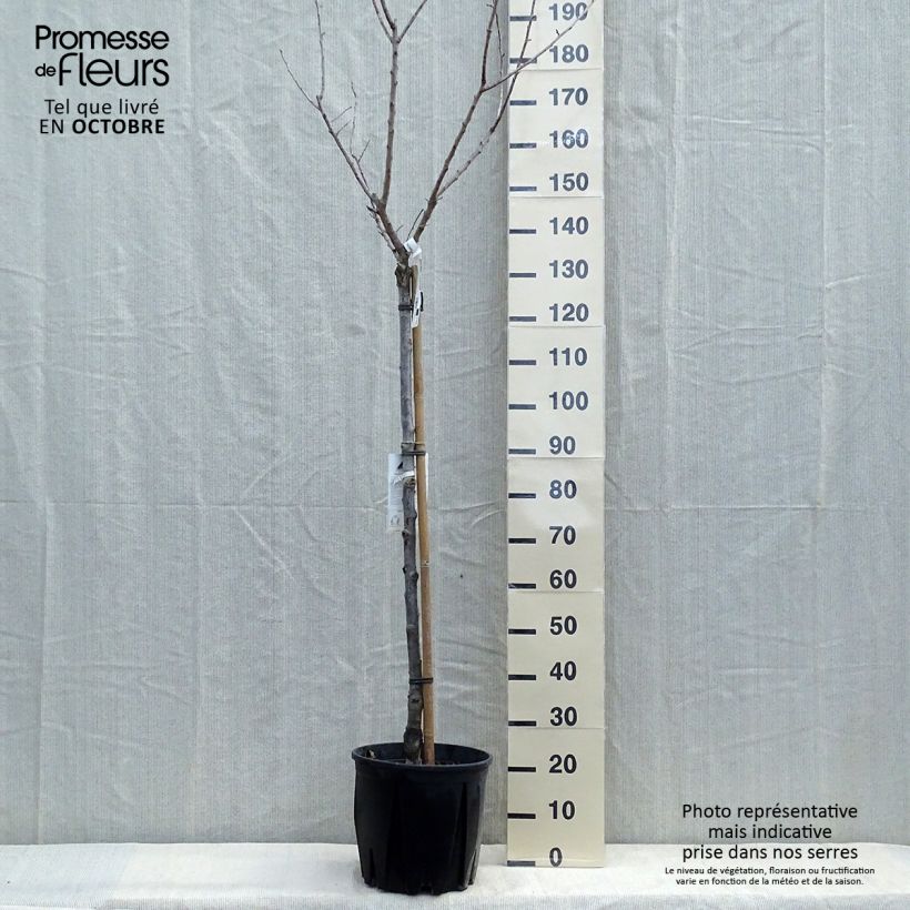 Example of Aprikose Bulida - Prunus armeniaca Topf mit 7,5L/10L, Halbstamm as you get in automne