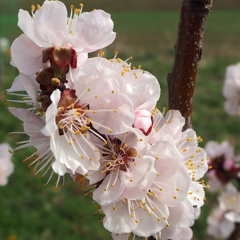 Aprikose Harcot - Prunus armeniaca (Flowering)