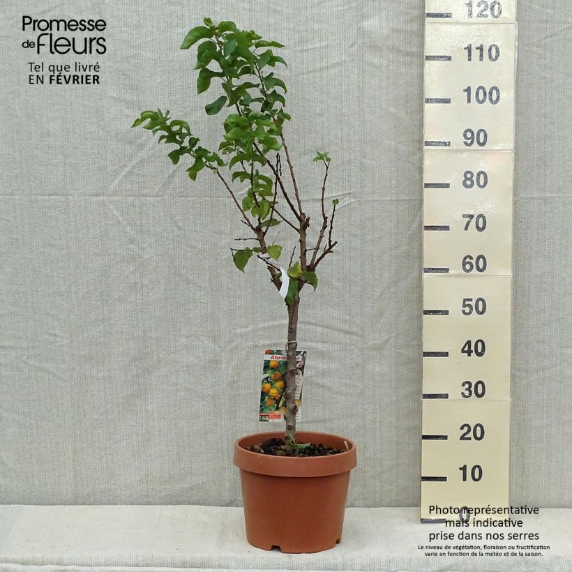 Example of Aprikose Nanum - Prunus armeniaca Topf mit 7,5L/10L, Zwergform as you get in automne