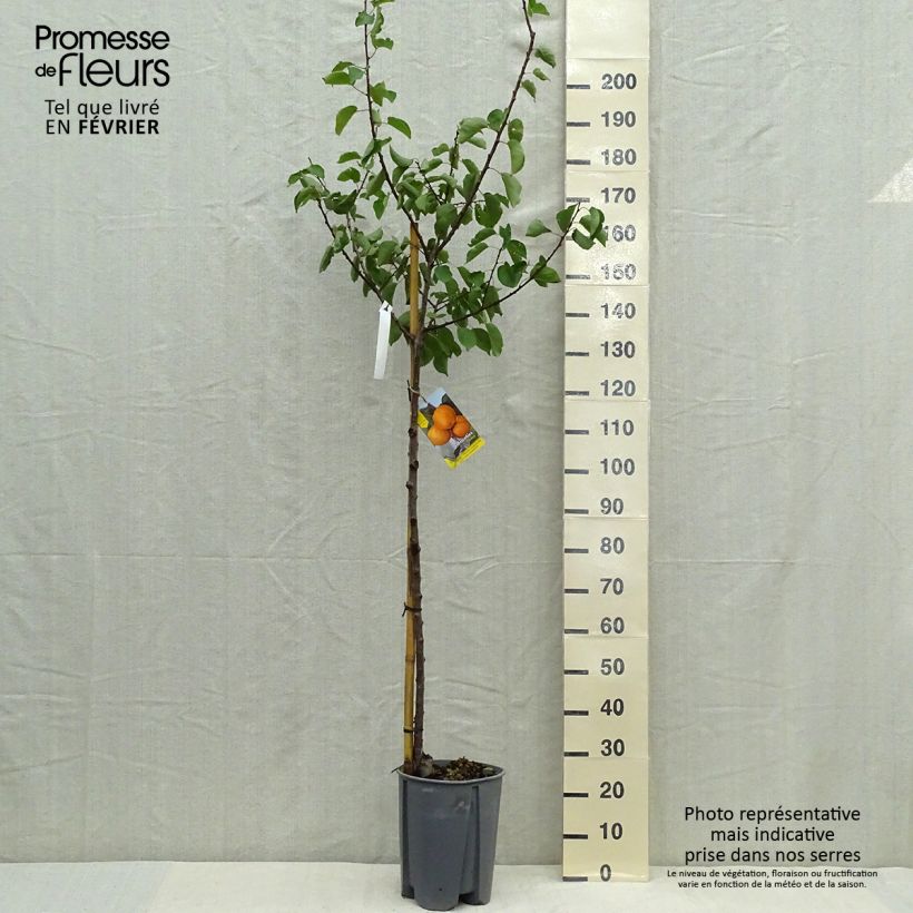Example of Aprikose Peche de Nancy - Prunus armeniaca Topf mit 7,5L/10L, Halbstamm as you get in automne