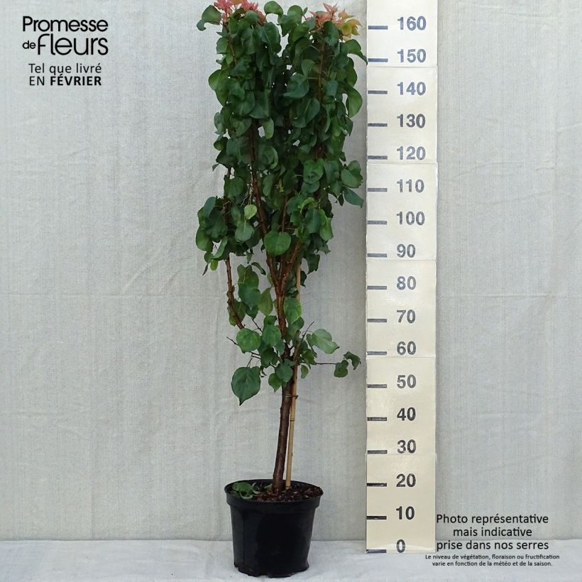 Example of Aprikose Tardif De Bordaneil - Prunus armeniaca Topf mit 7,5L/10L, Gobelet-Form as you get in automne