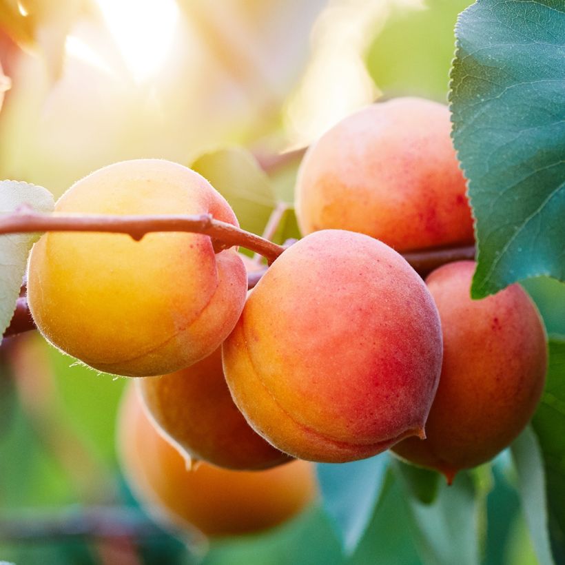 Aprikose Tardif De Bordaneil - Prunus armeniaca (Harvest)