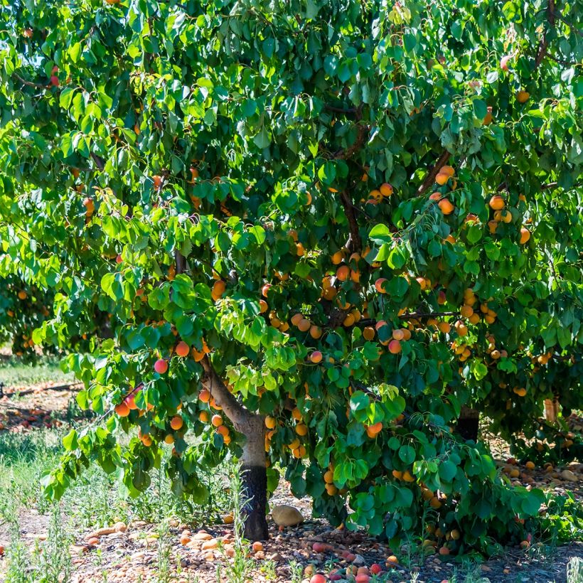 Aprikose Tardif De Bordaneil - Prunus armeniaca (Plant habit)