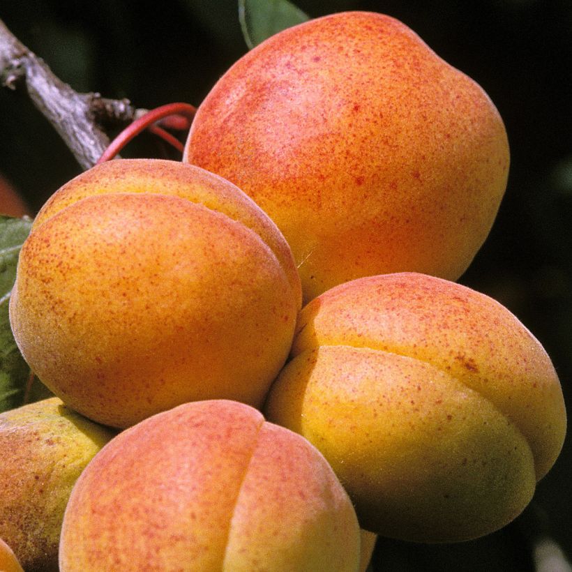 Aprikose Peche de Nancy - Prunus armeniaca (Harvest)