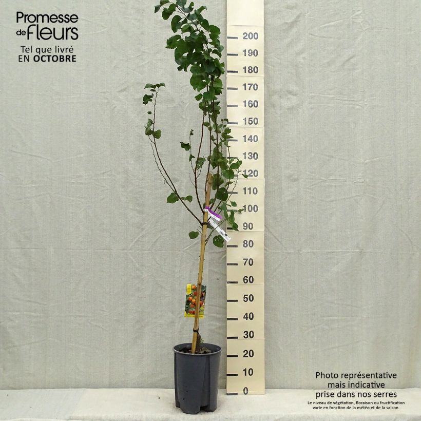 Example of Aprikose Tardif de Tain - Prunus armeniaca Topf mit 7,5L/10L, Gobelet-Form as you get in automne