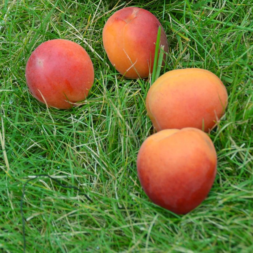 Aprikose Rouge Tardif Delbard 'Delmast' - Prunus armeniaca (Harvest)