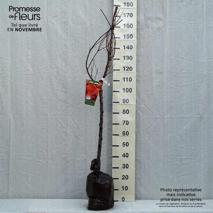 Example of Aprikose Rouge Tardif Delbard 'Delmast' - Prunus armeniaca Plug "Fertig-zum-Pflanzen", Gobelet-Form as you get in automne