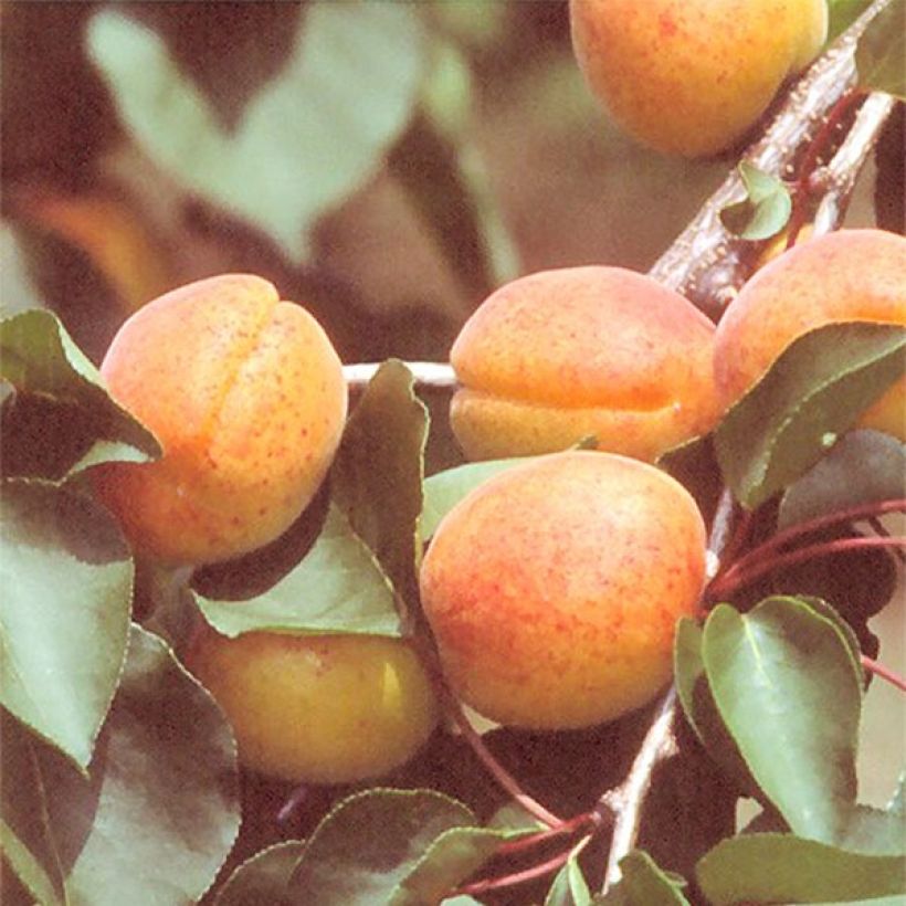 Aprikose Rouge du Roussillon Bio - Prunus armeniaca (Harvest)