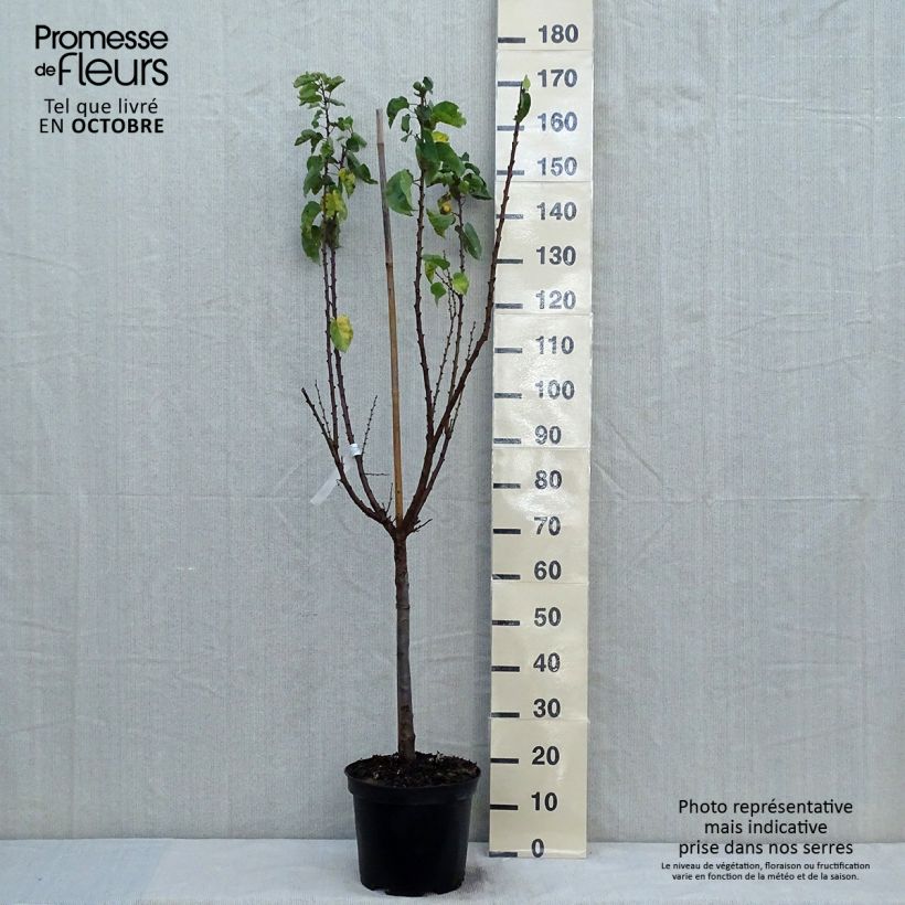 Example of Aprikose Rouge du Roussillon - Prunus armeniaca Topf mit 7,5L/10L, Gobelet-Form as you get in automne