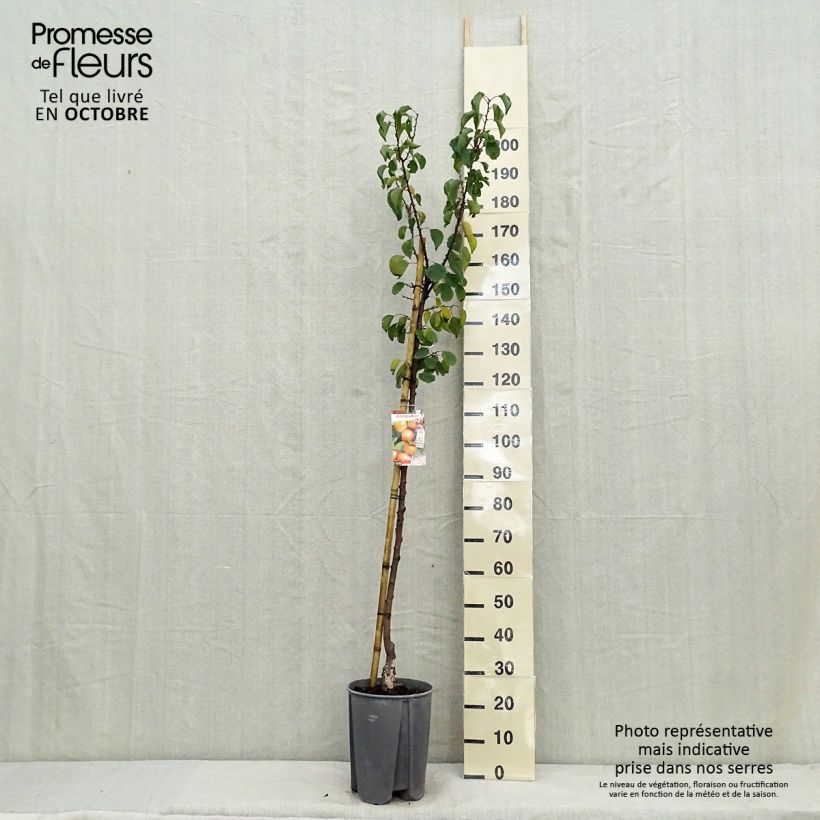 Example of Aprikose Royal - Prunus armeniaca Topf mit 7,5L/10L, Halbstamm as you get in automne