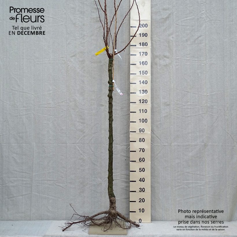 Example of Aprikose Royal - Prunus armeniaca Wurzelnackt, Halbstamm as you get in hiver