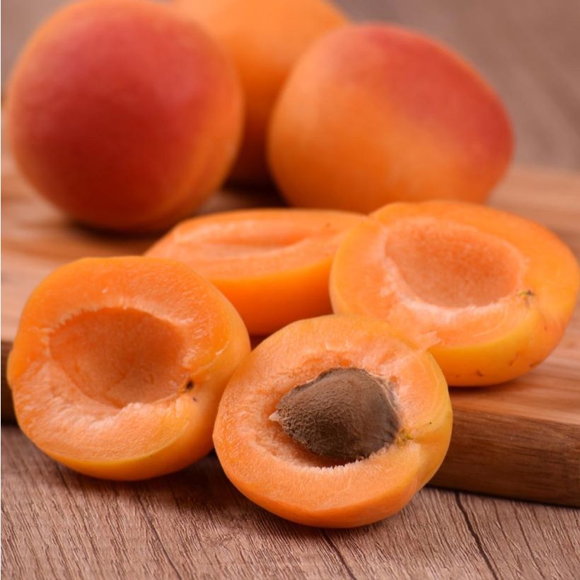 Aprikose Royal - Prunus armeniaca (Harvest)