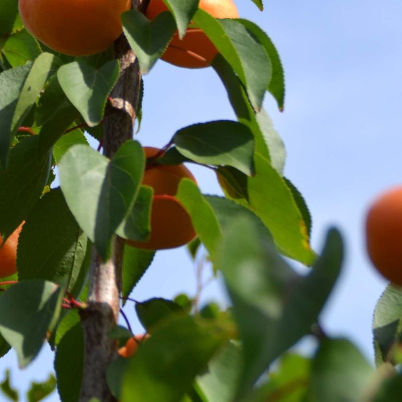 Aprikose Rustique Des Pyrénées bourquin - Prunus armeniaca (Foliage)