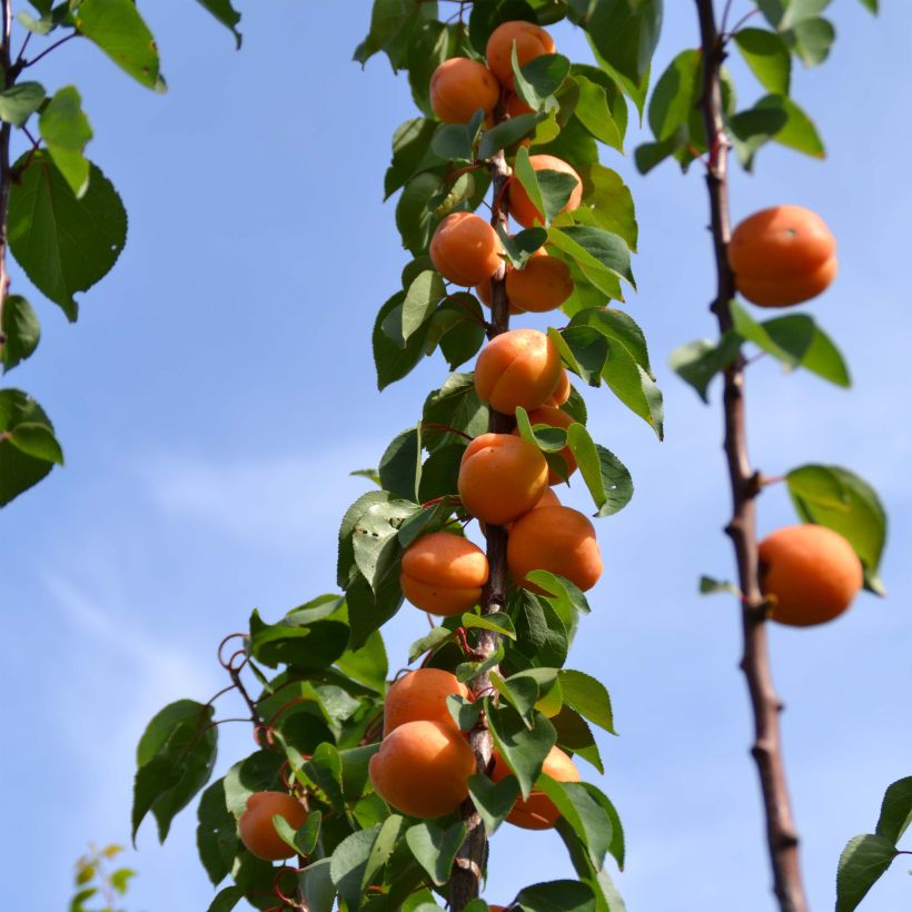 Aprikose Rustique Des Pyrénées bourquin - Prunus armeniaca (Harvest)