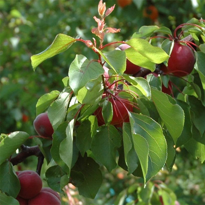 Aprikose Sunrosso (Rubista) - Prunus armeniaca (Foliage)