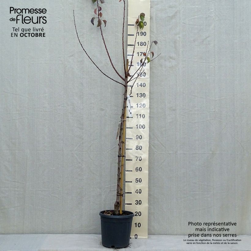 Example of Aprikose Tardif de Tain - Prunus armeniaca Topf mit 7,5L/10L, Halbstamm as you get in automne