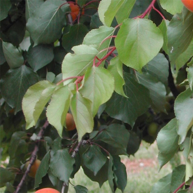 Aprikose Tom Cot - Prunus armeniaca (Foliage)