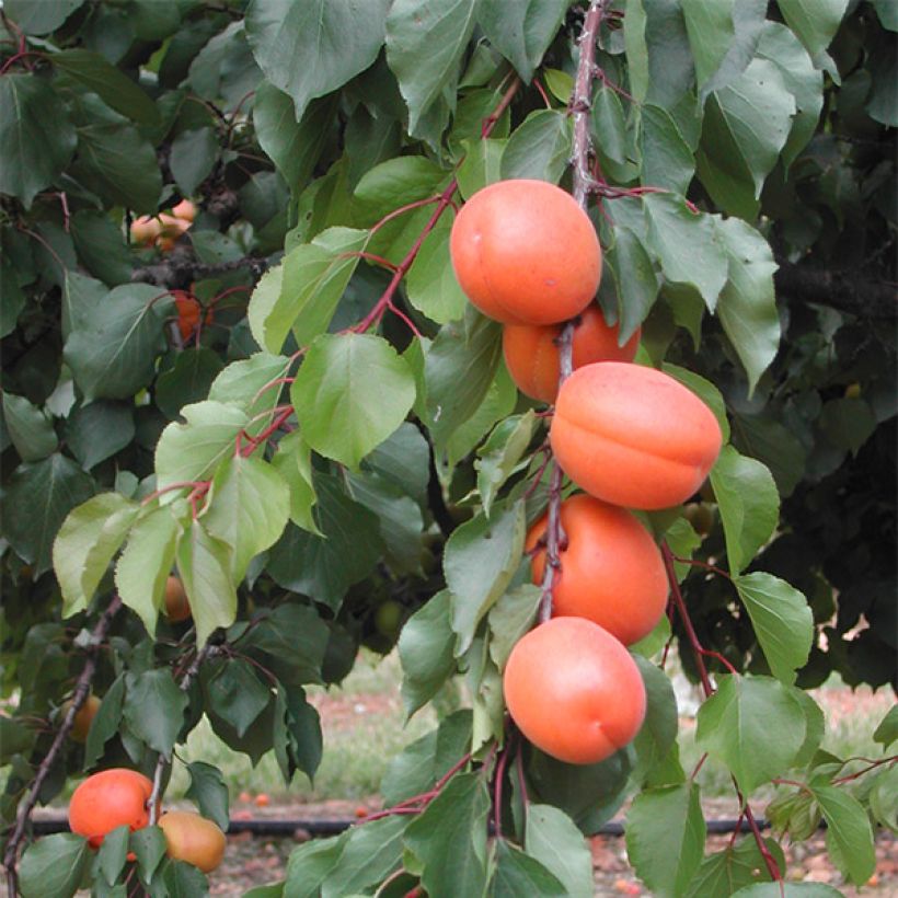 Aprikose Tom Cot - Prunus armeniaca (Harvest)